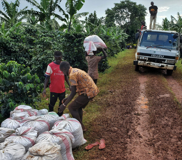 Old Bisbee Roasters Uganda Sipi Falls AA