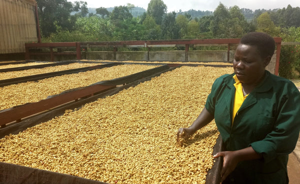 Old Bisbee Roasters Uganda Sipi Falls AA