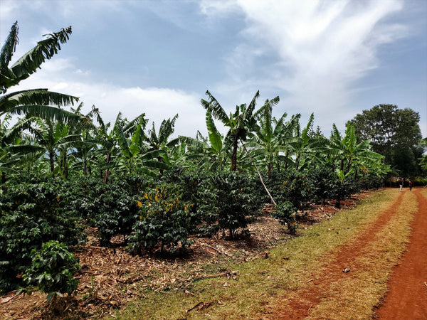 Old Bisbee Roasters Uganda Sipi Falls AA
