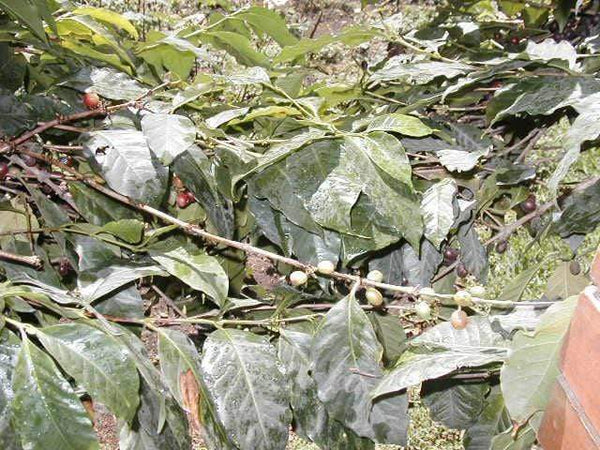 Guatemala Huehuetenango MAM