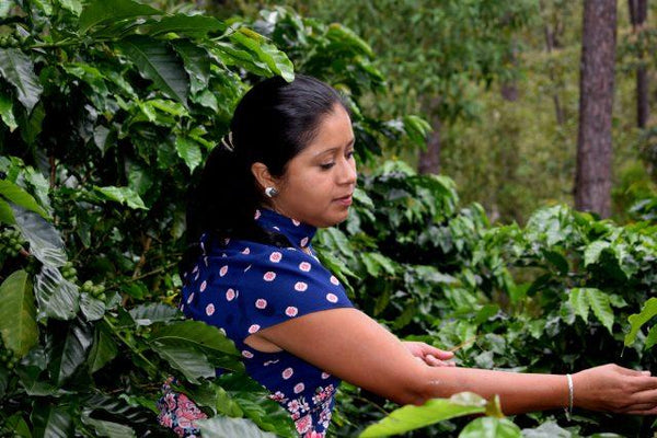 Honduras Café Organico Marcala