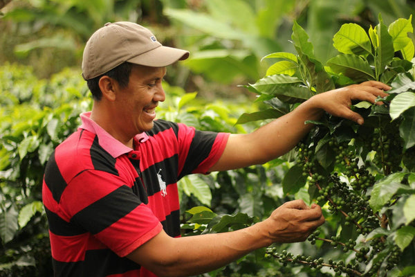 Honduras Café Organico Marcala