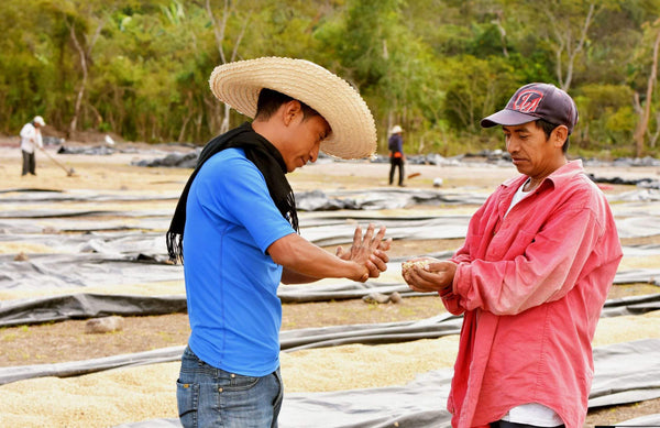 Honduras Café Organico Marcala