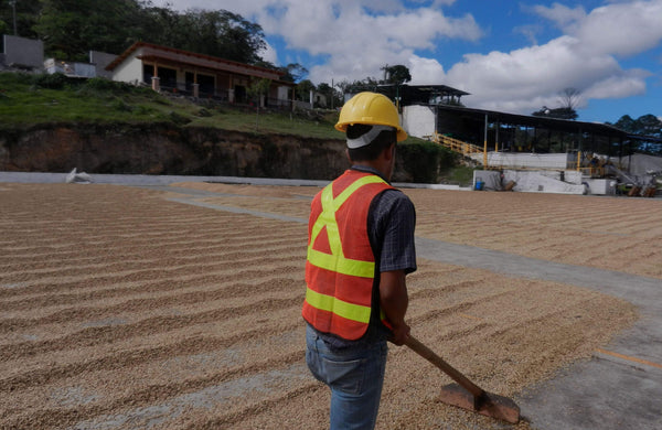 Honduras Café Organico Marcala
