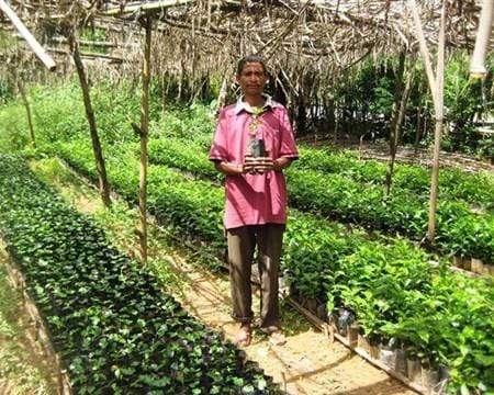 Timor Cooperativa Café