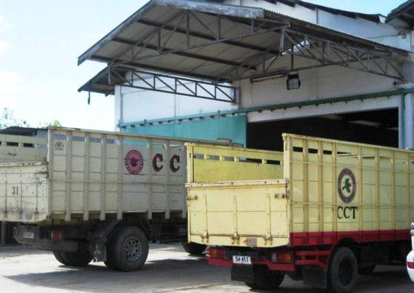 Timor Cooperativa Café