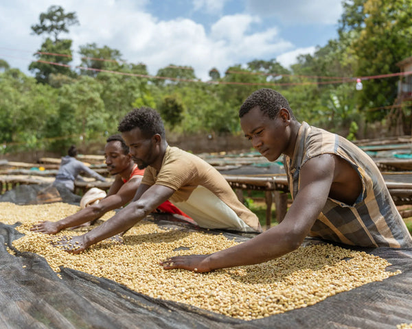 Old Bisbee Roasters Ethiopia Yirgacheffe Aricha