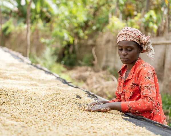 Old Bisbee Roasters Ethiopia Yirgacheffe Aricha
