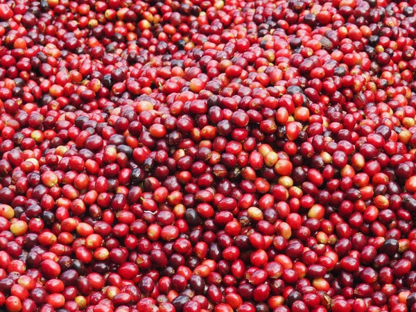Old Bisbee Roasters Ethiopia Yirgacheffe Natural by Tewabech Tilo