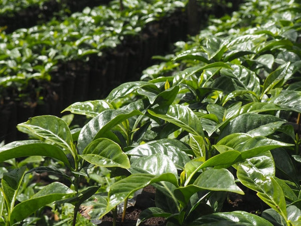 Old Bisbee Roasters Ethiopia Yirgacheffe Natural by Tewabech Tilo