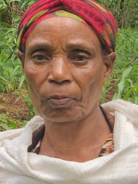 Old Bisbee Roasters Ethiopia Yirgacheffe Natural by Tewabech Tilo