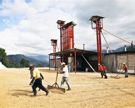 Old Bisbee Roasters Guatemala Finca La Providencia