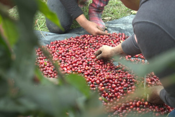 Old Bisbee Roasters Mexico Altura Veracruz Natural