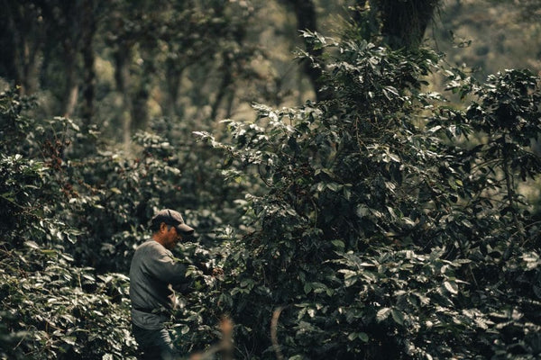 Old Bisbee Roasters Mexico Altura Veracruz Natural