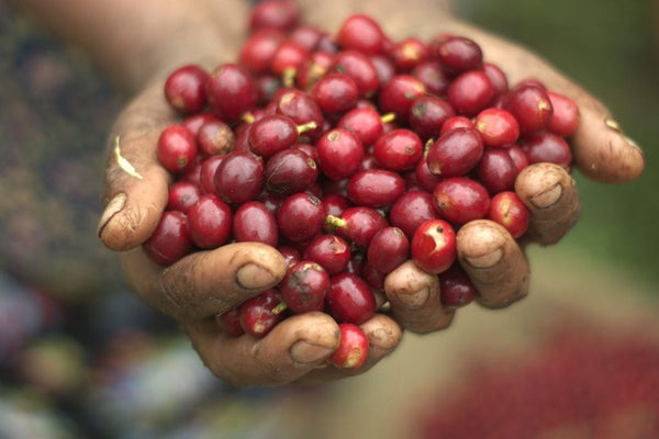 Old Bisbee Roasters Mexico Altura Veracruz Natural