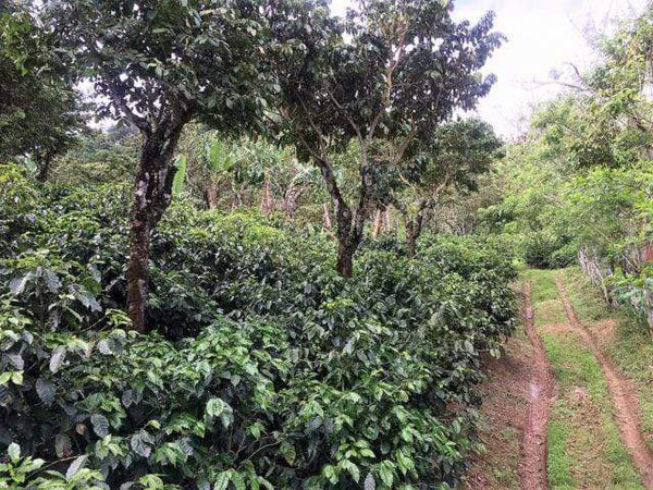 Old Bisbee Roasters Costa Rica El Poeta