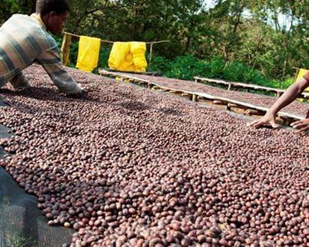 Ethiopia Sidamo Guji Natural