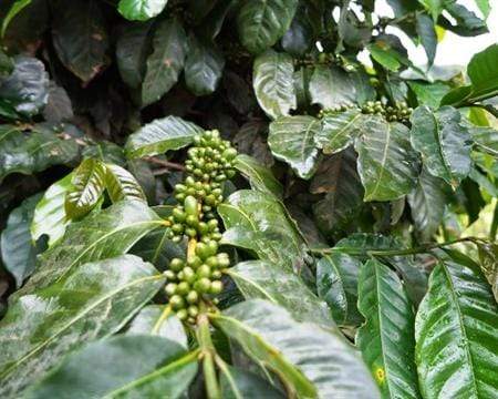 Old Bisbee Roasters Ethiopia Sidamo Hunkute