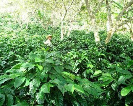 Honduras Siguatepeque Cerro Azul