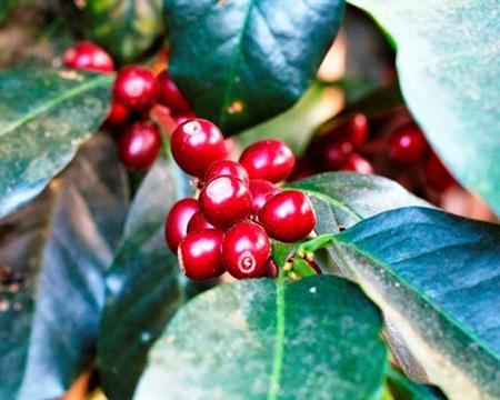 Old Bisbee Roasters Papua New Guinea Nebilyer Valley