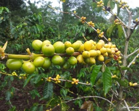 Old Bisbee Roasters Papua New Guinea Siane Chimbu