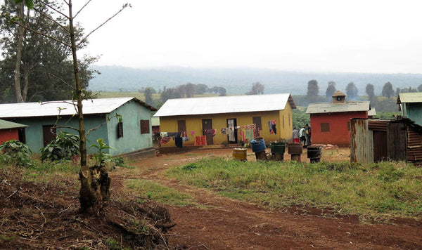 Tanzania Finagro Estate Peaberry