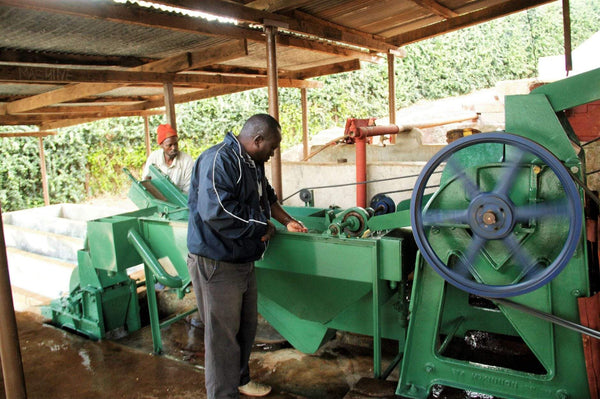 Tanzania Finagro Estate Peaberry