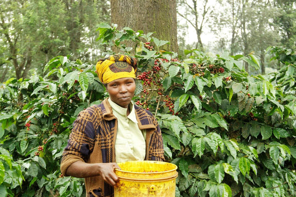 Tanzania Finagro Estate Peaberry