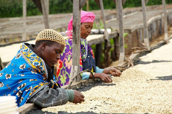 Tanzania Finagro Estate Peaberry