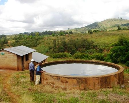 Tanzania Ruvuma Peaberry