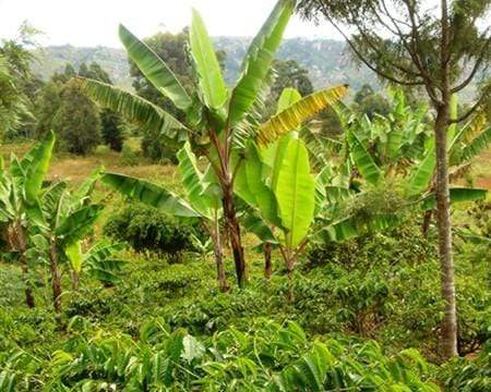Tanzania Ruvuma Peaberry